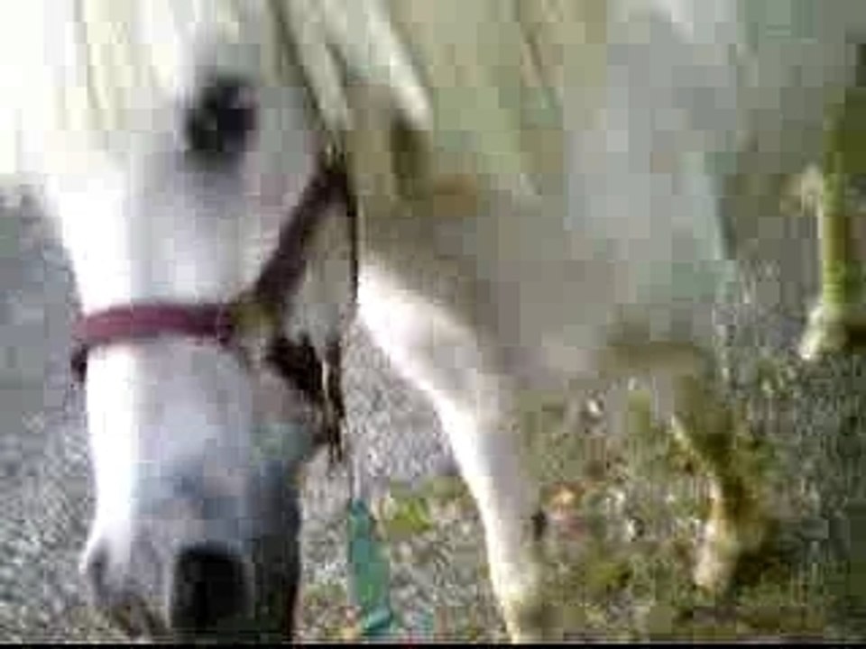 petite presentation de 4 dejantes **