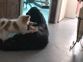 Baika et Haloha en octobre 2012 A