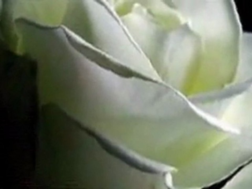 Biala róża   ❤  Adam Chrola