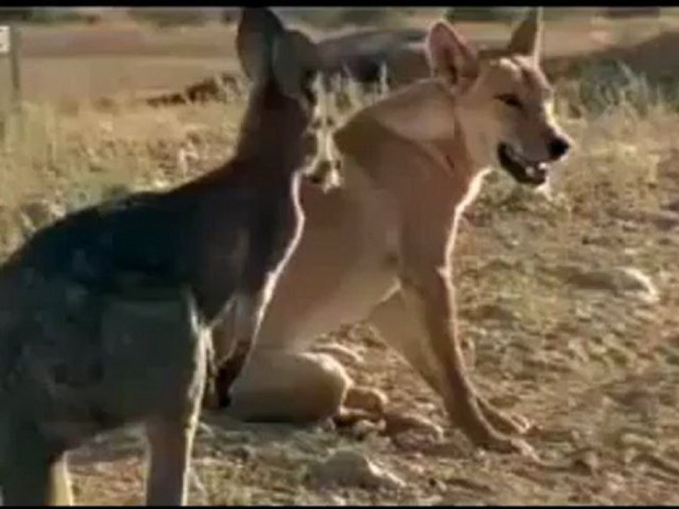 Vahşi köpek ve kanguru dövüşü