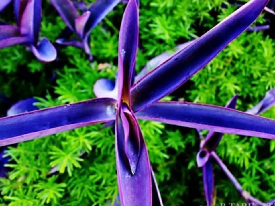 Tarık Atmaca Photography/Fotoğrafçılık