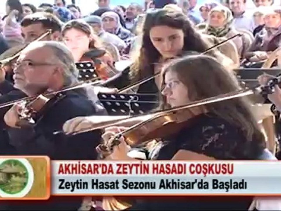 AKHİSAR’DA ZEYTİN HASADI COŞKUSU