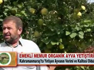 EMEKLİ MEMUR ORGANİK AYVA YETİŞTİRİYOR