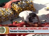 PALAMUT, BALIKÇILARLA KABZIMALLARIN ARASINI AÇTI