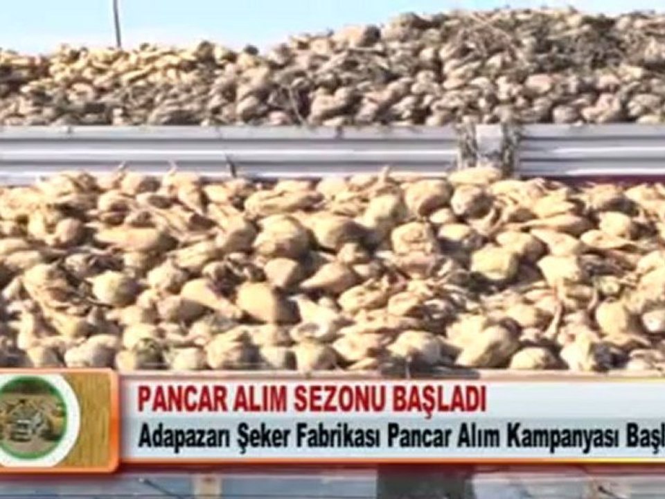PANCAR ALIM SEZONU BAŞLADI
