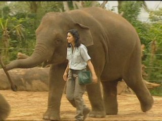Elephant crushes keeper at Sydney zoo