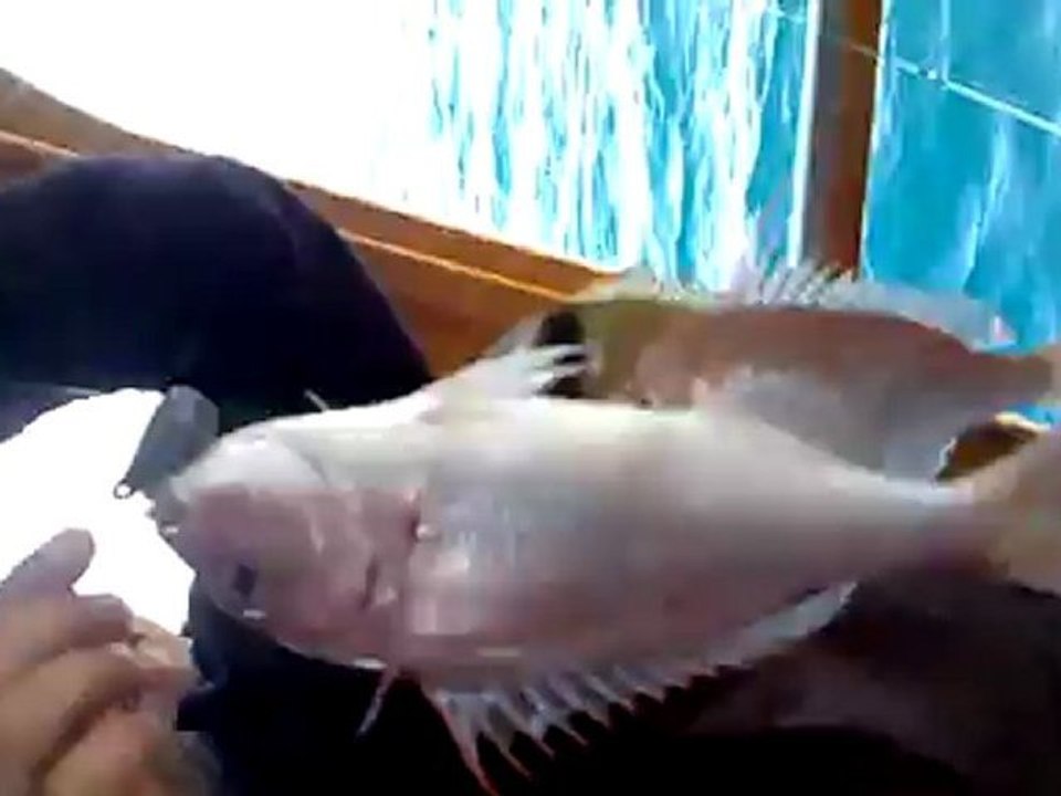 Kuşadası Balık Turu