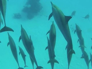 Voyage Sea Dolphin Egypte 2012 avec Fredéric Chotard