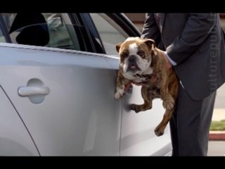 Hilarious bulldog prank: guess what he ate ?