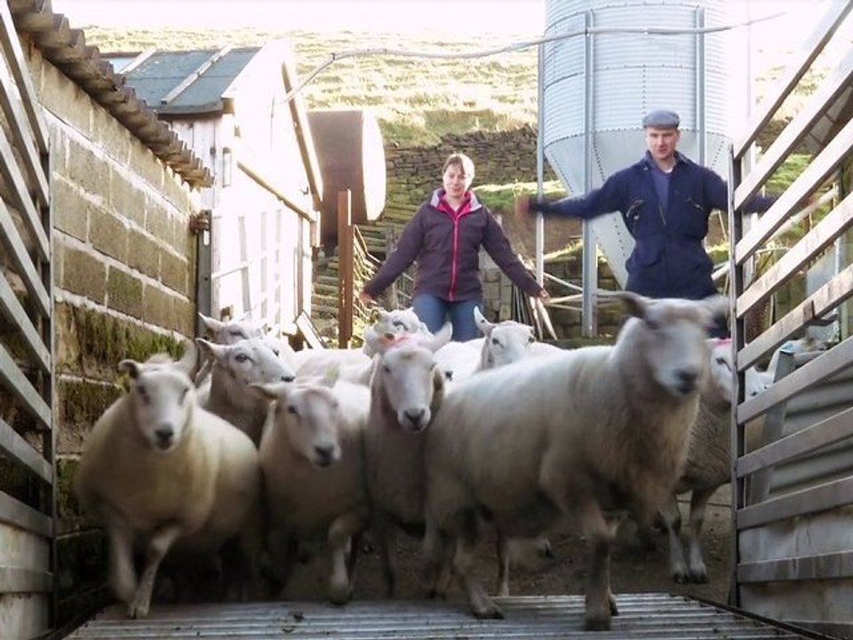 Coddy's Farm
