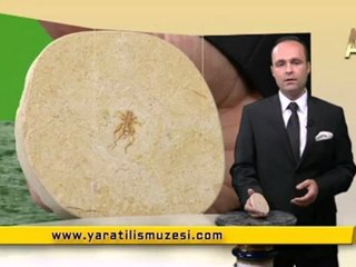 Fosil Filmler-Circir Bocegi