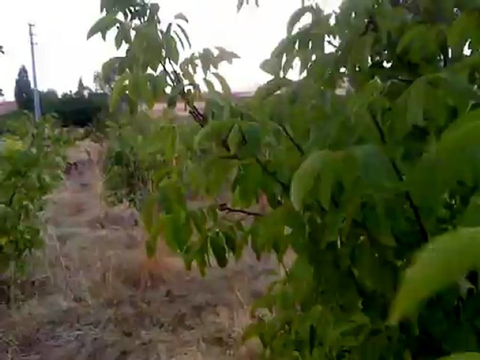 TAYFUR KÖYÜ (4)