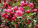 Nerium oleander - Free HD stock footage