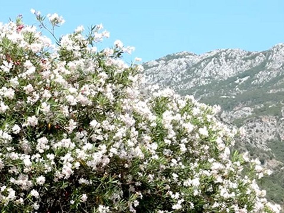 Nerium oleander 2 - Free HD stock footage