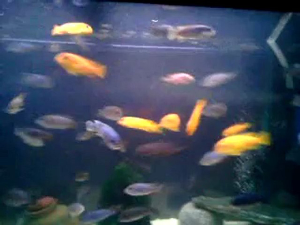 232ciklet