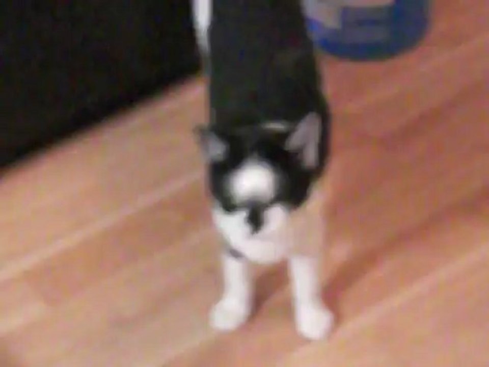 Bémol et Clio attendent leur famille !!