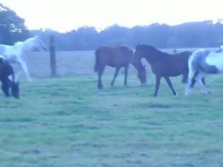 Barcarolle du faux miroir oct 2012 (2)