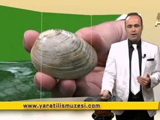 Fosil Filmler-Midye Fosili