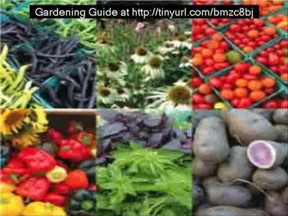 Gardening Guide