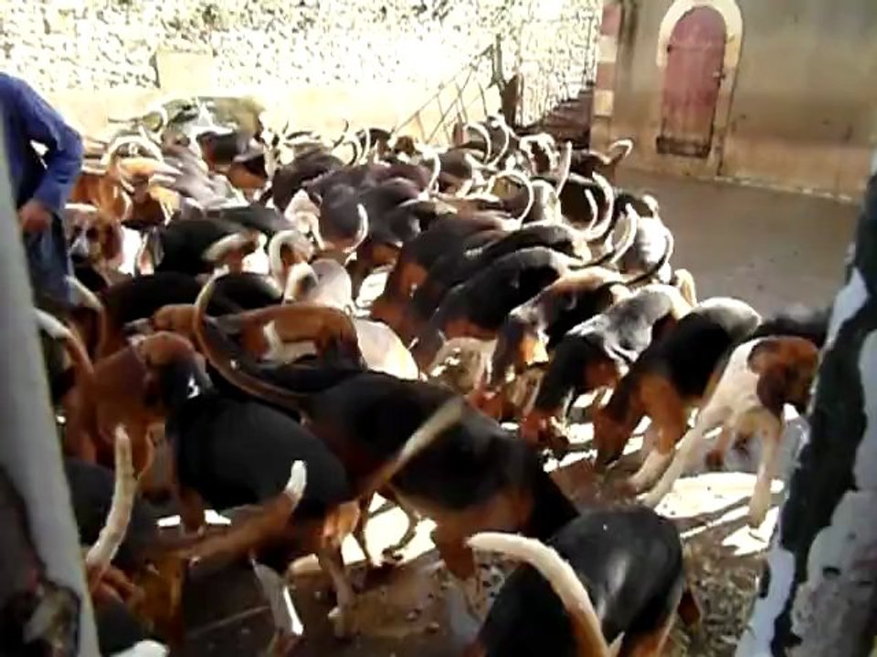 Soupe des chiens 1