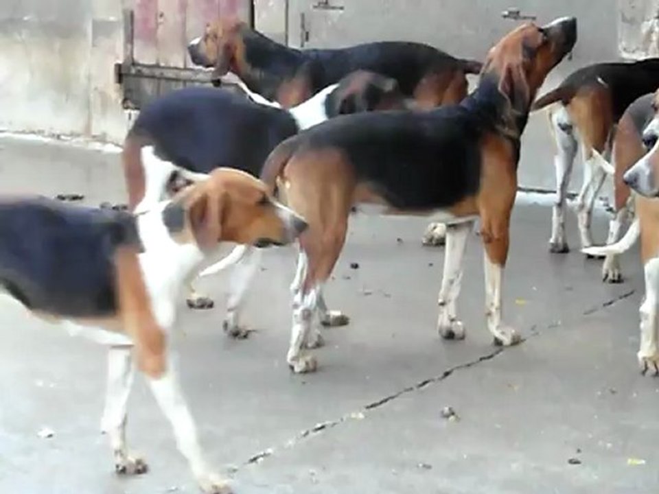 Soupe des chiens 2