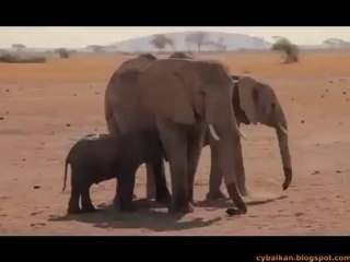 Rescued a baby elephant trapped in a well