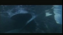 Orca