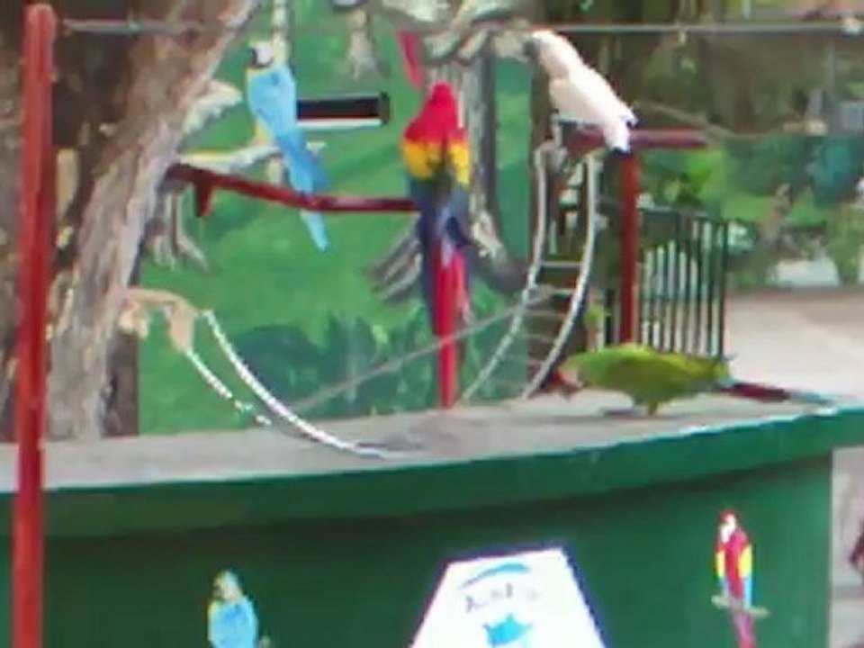 show de aves