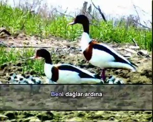 Enstrümantal - Gesi Bağları