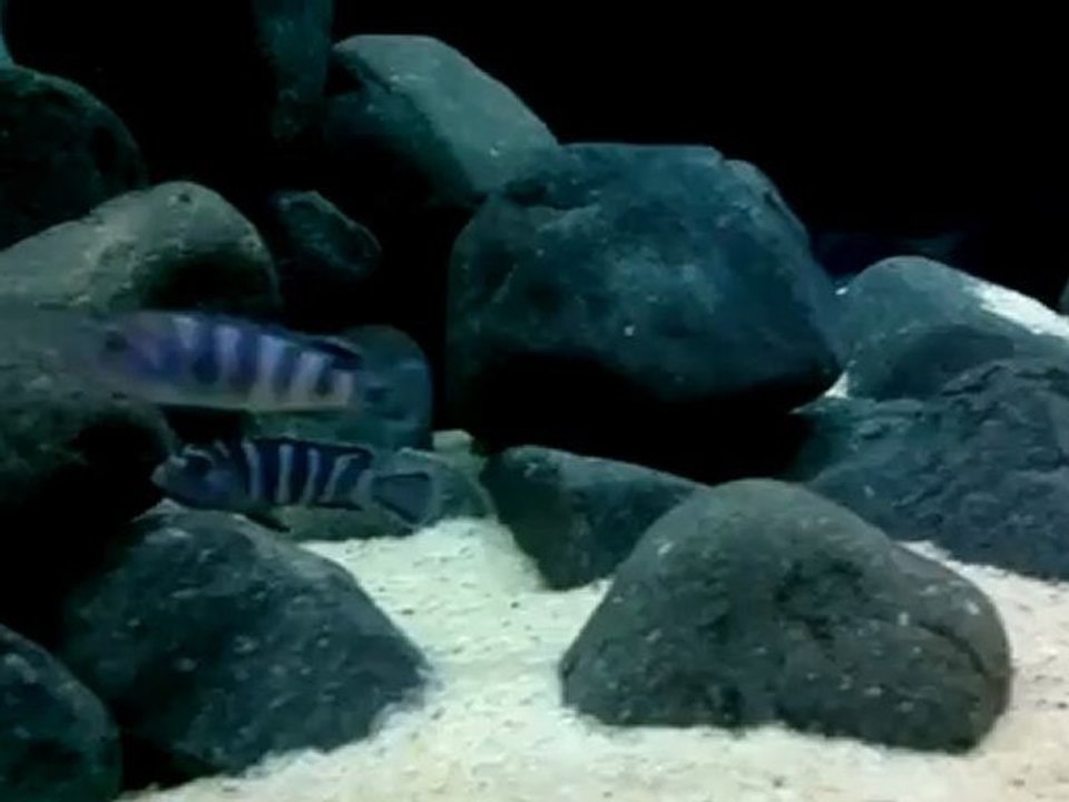 Mbuna Tank.(Afra Chimate,Demasoni,Lion's Cove)