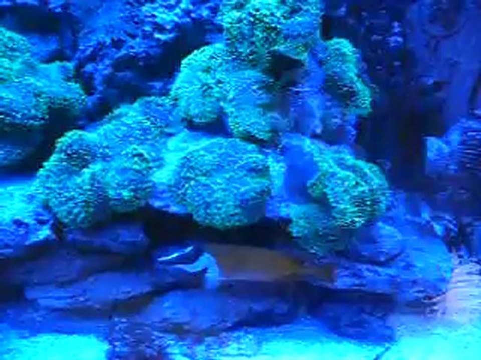 aquarium (la nuit)