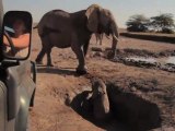 Dramático rescate de elefantito y emotivo reencuentro con su mamá