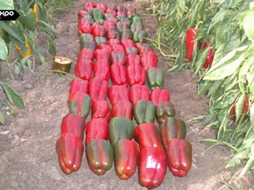 Soc. Coop. Agricola San Tommaso -  Gustare per Credere