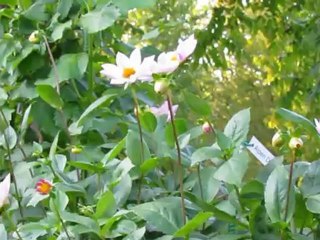 Watch bee dying after landing in flower (Fukushima Radiation)