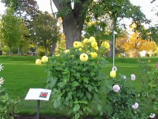 Bees dying in Halifax