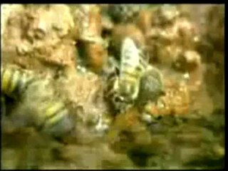 LES MIRACLES DU SAINT CORAN A REGARDER C'EST INCROYABLE !!!