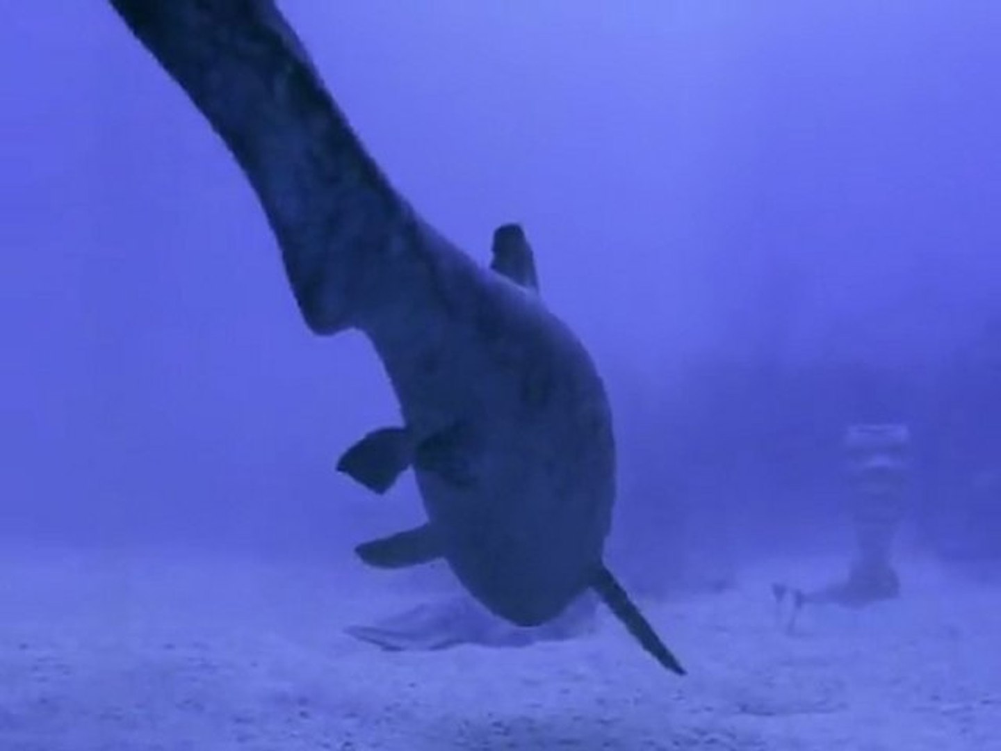 Les Monstres Du Fond Des Mers Episode 2