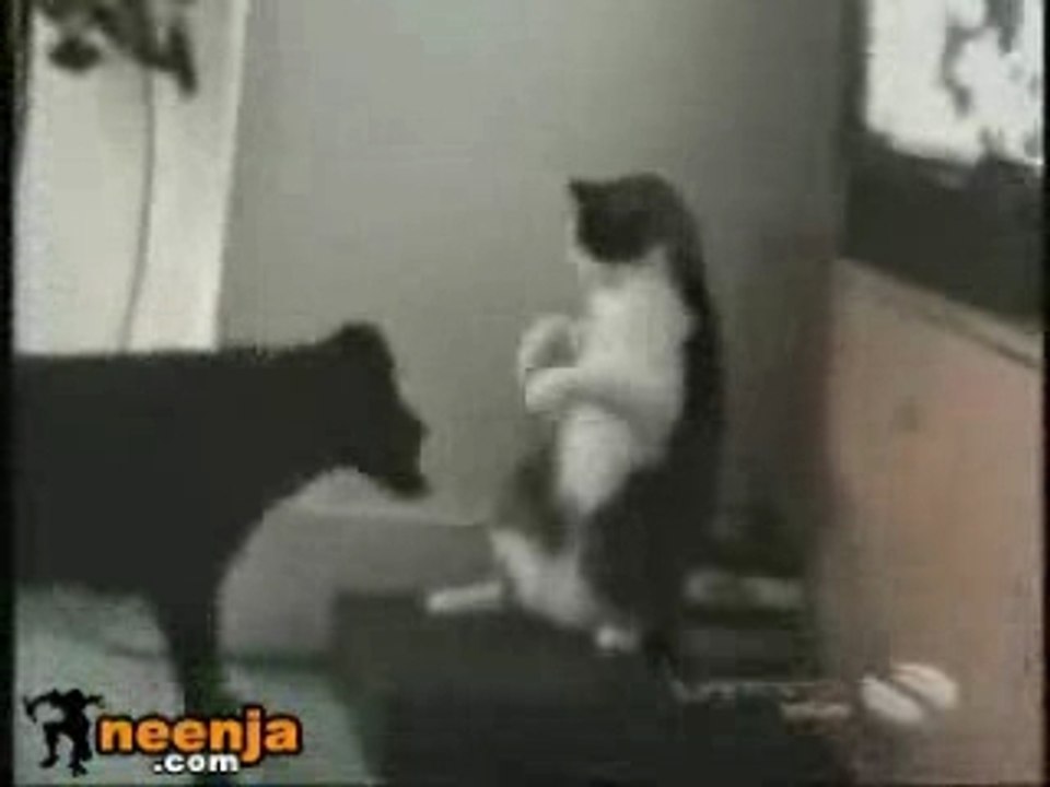 combat de boxe-chat contre chien
