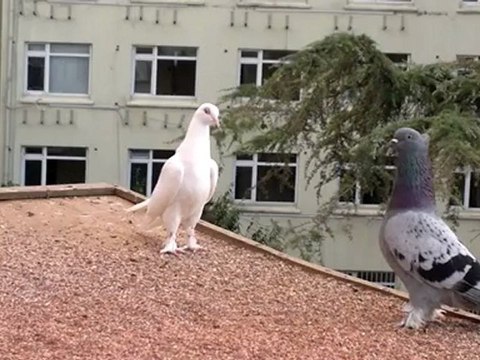 ferdi bayrak sefer kuşları eke dumanlım 05354829474