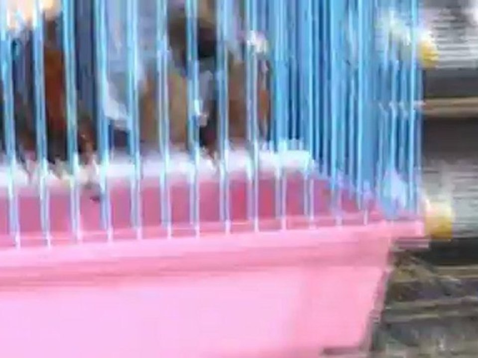 Antalya Living - Bird Competition