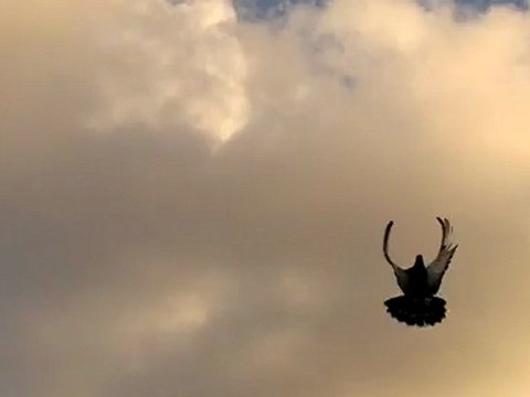 ferdi bayrak sefer kuşları eke dumanlım 05354829474