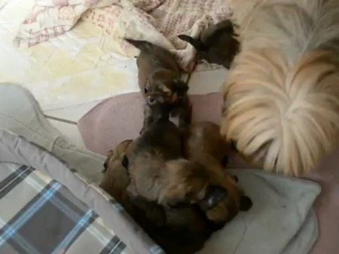 LHASSA APSO OF TSE YANG