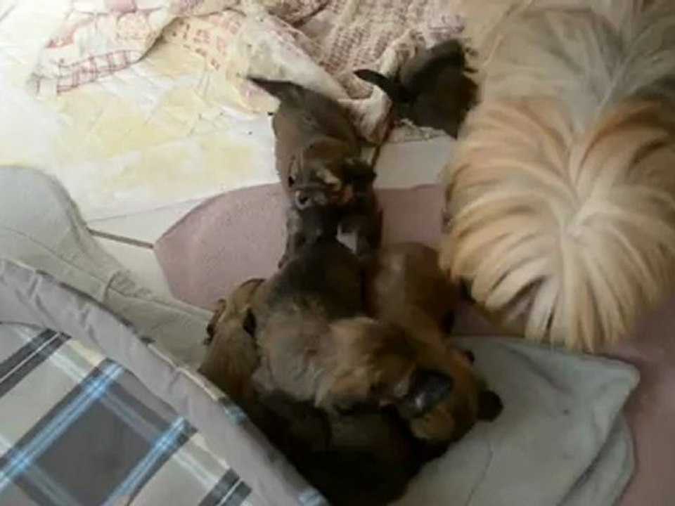 LHASSA APSO OF TSE YANG