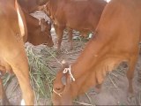Sahiwal Cattle Fair Dairy Farm Livestock 17 June 2010 RCCSC Jhang Pakistan