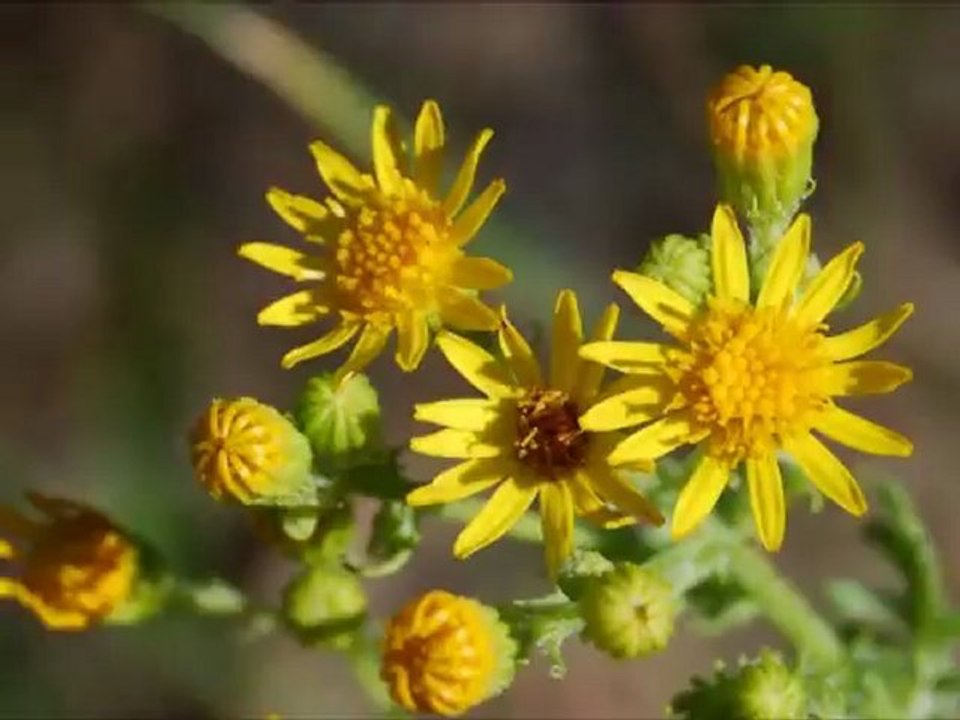 Yellow - Eu Mesmo