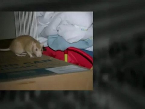 Take Steps To Keep Rodents From Making Your Home Their Home | Columbia Pest Control Inc