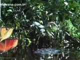 Arowana Wild Amazon Arowana in the wild life