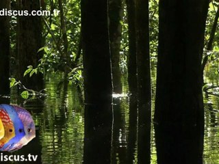 Ağaca Yumurtlayan balık ( Tree Eggs Fish )