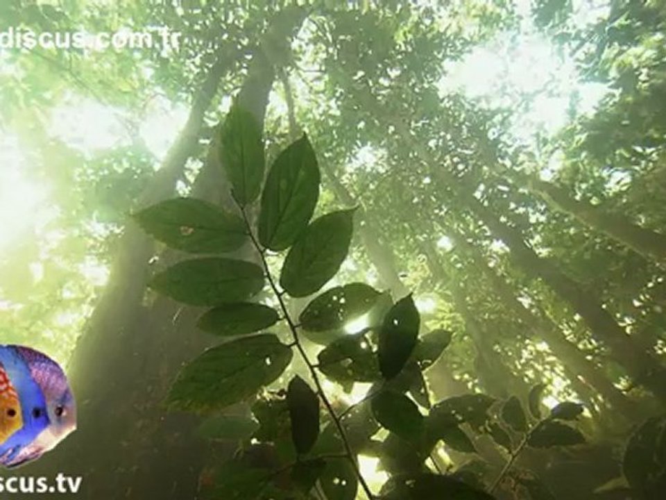 Discus Wild Amazon Discus  in the wild life