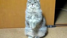 Кот хочет кушать